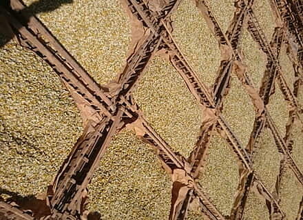 Sun drying of herbs at EGY DOVE
